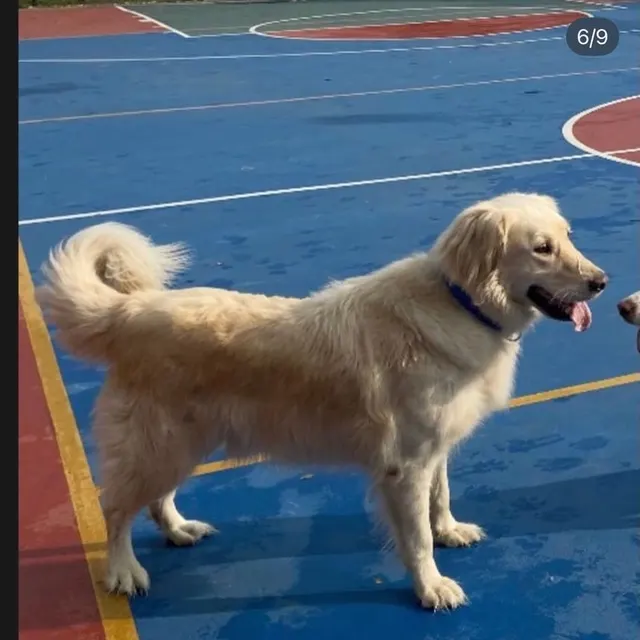 Buddy