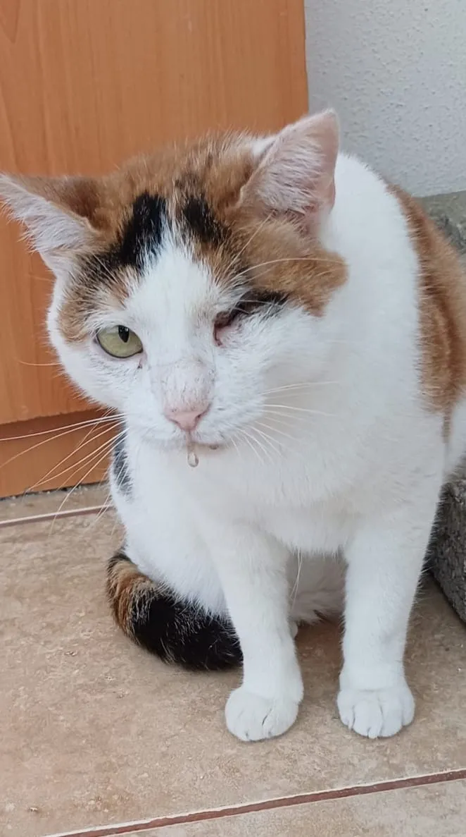 Zelda