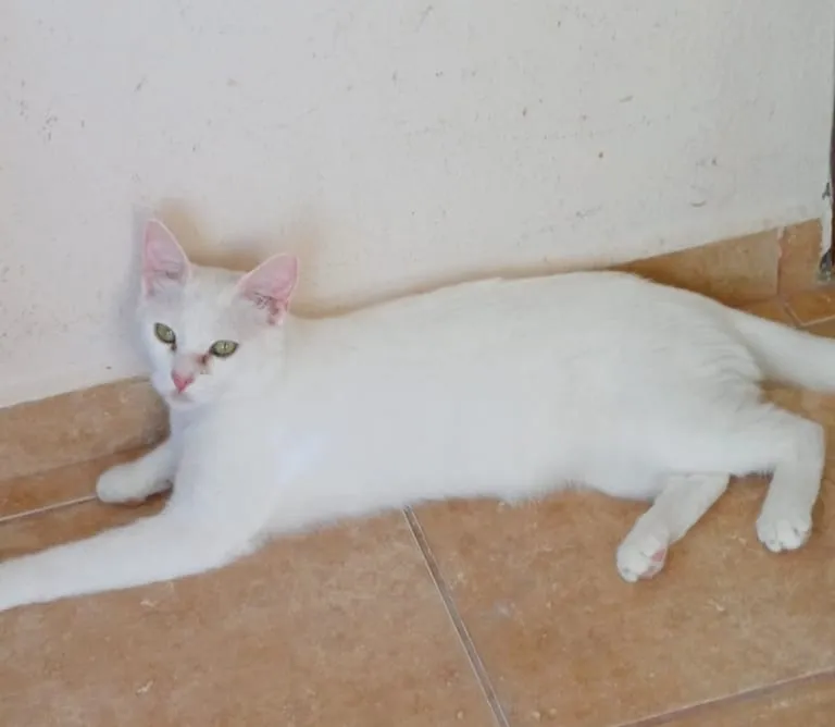 Albus