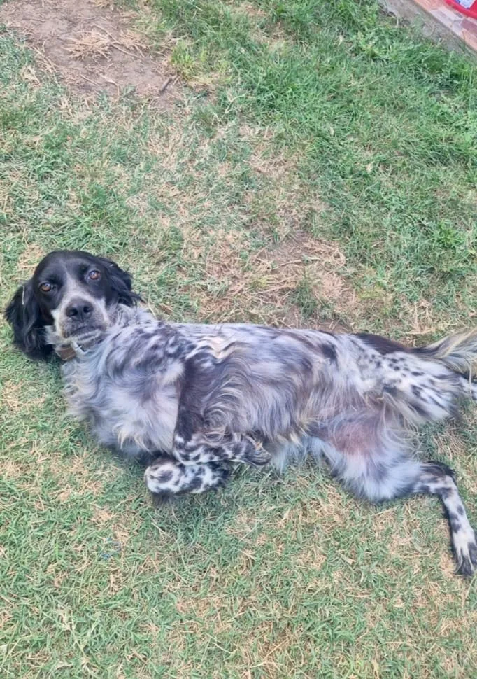 Josie