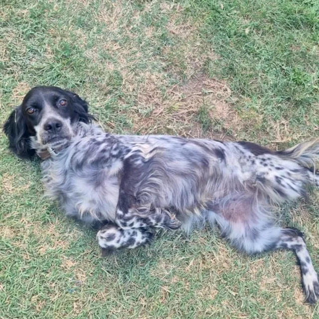 Josie