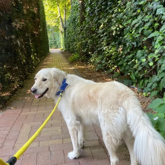 Buddy